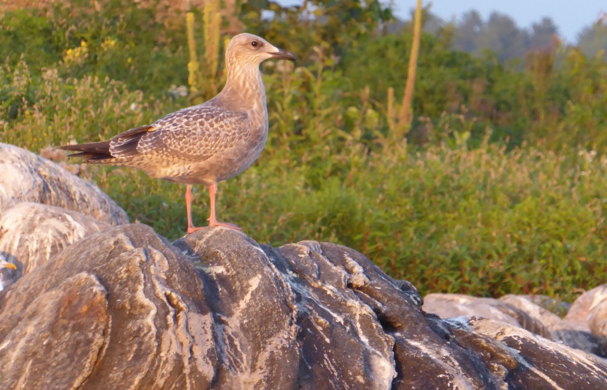 Herring Gull (American) - ML622002841