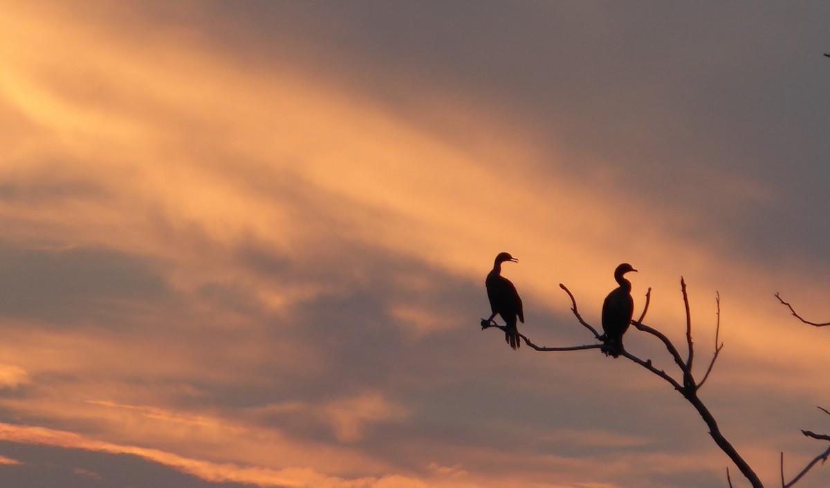 Double-crested Cormorant - ML622002872