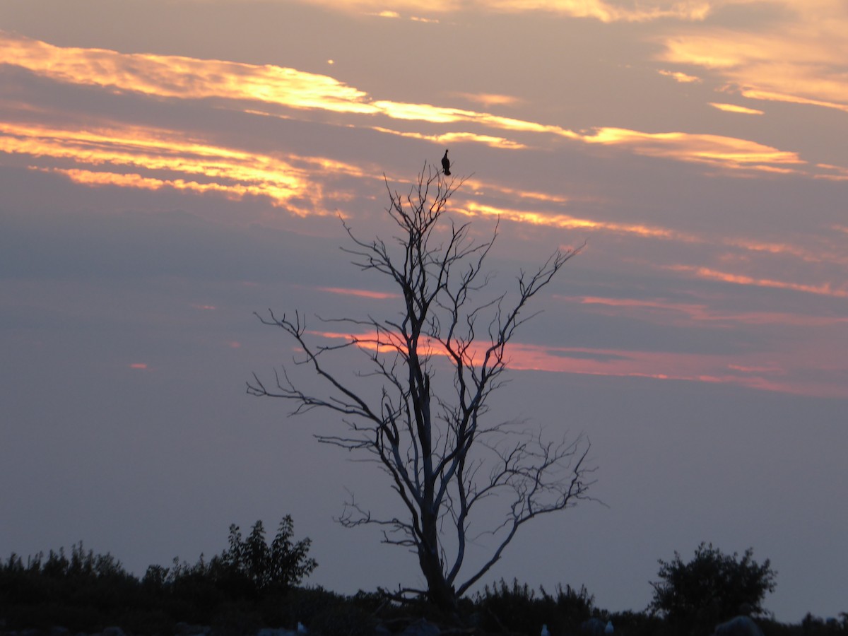 Double-crested Cormorant - ML622002873