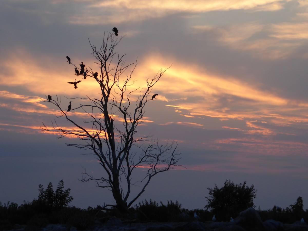 Double-crested Cormorant - ML622002874