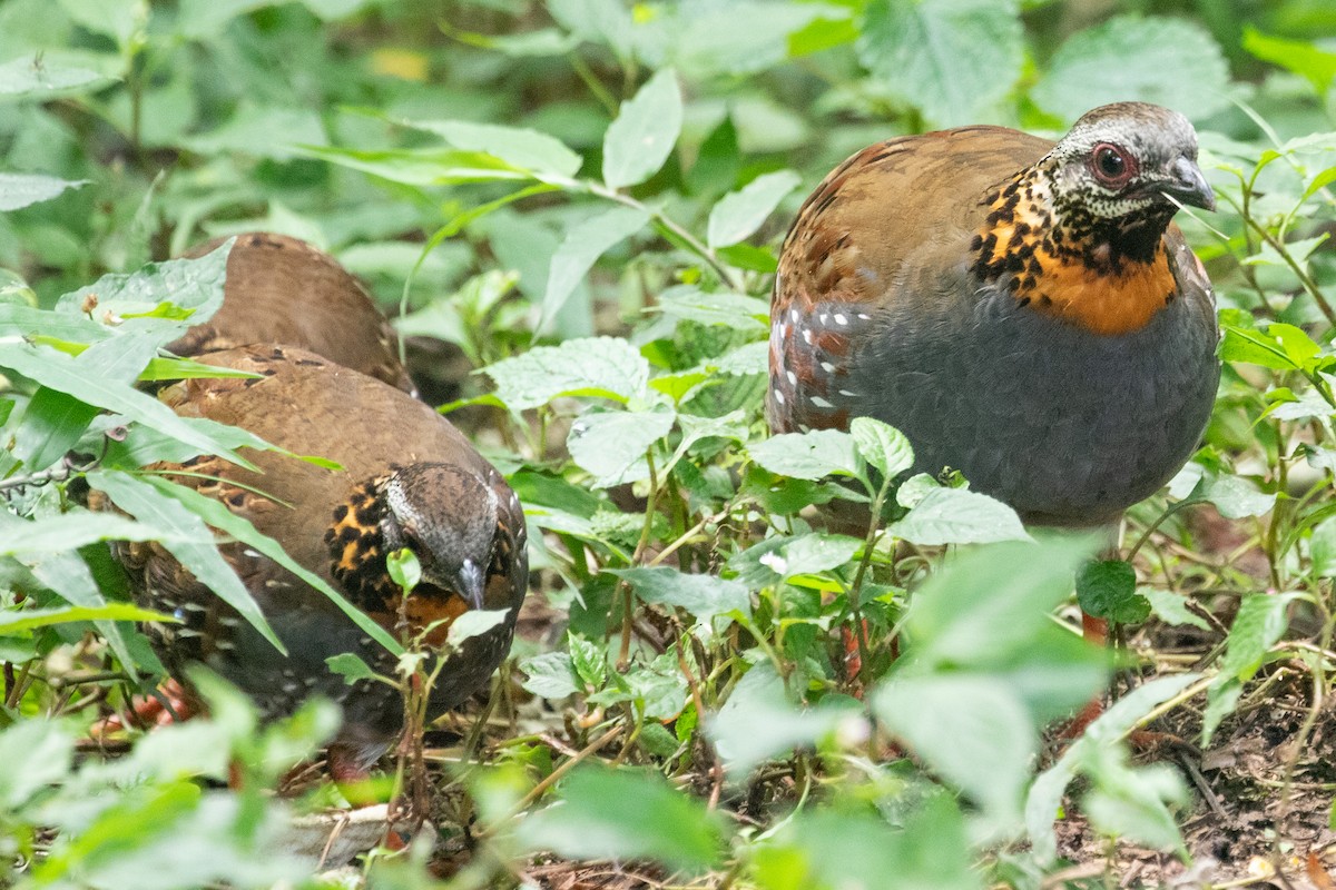 Rufous-throated Partridge - Sue Wright