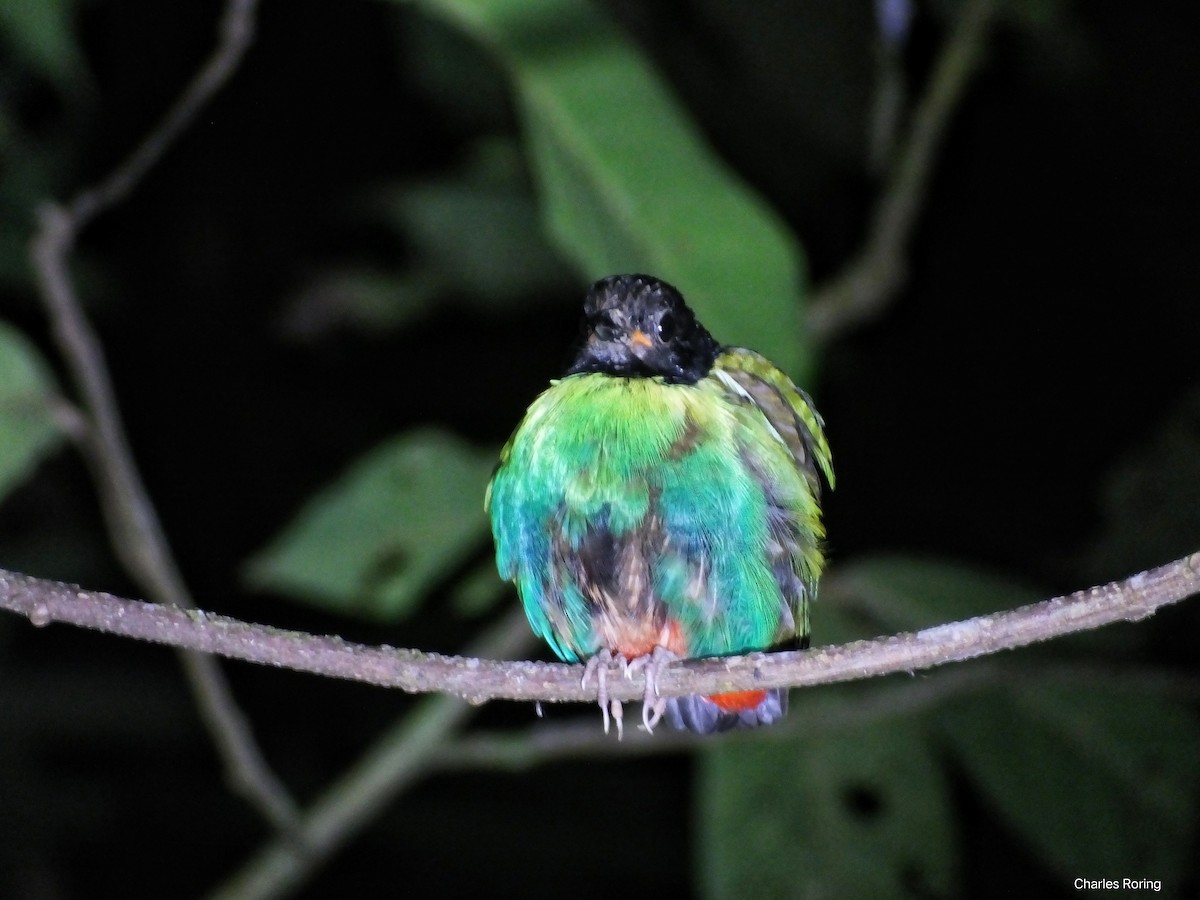 Eastern Hooded Pitta - ML622002884