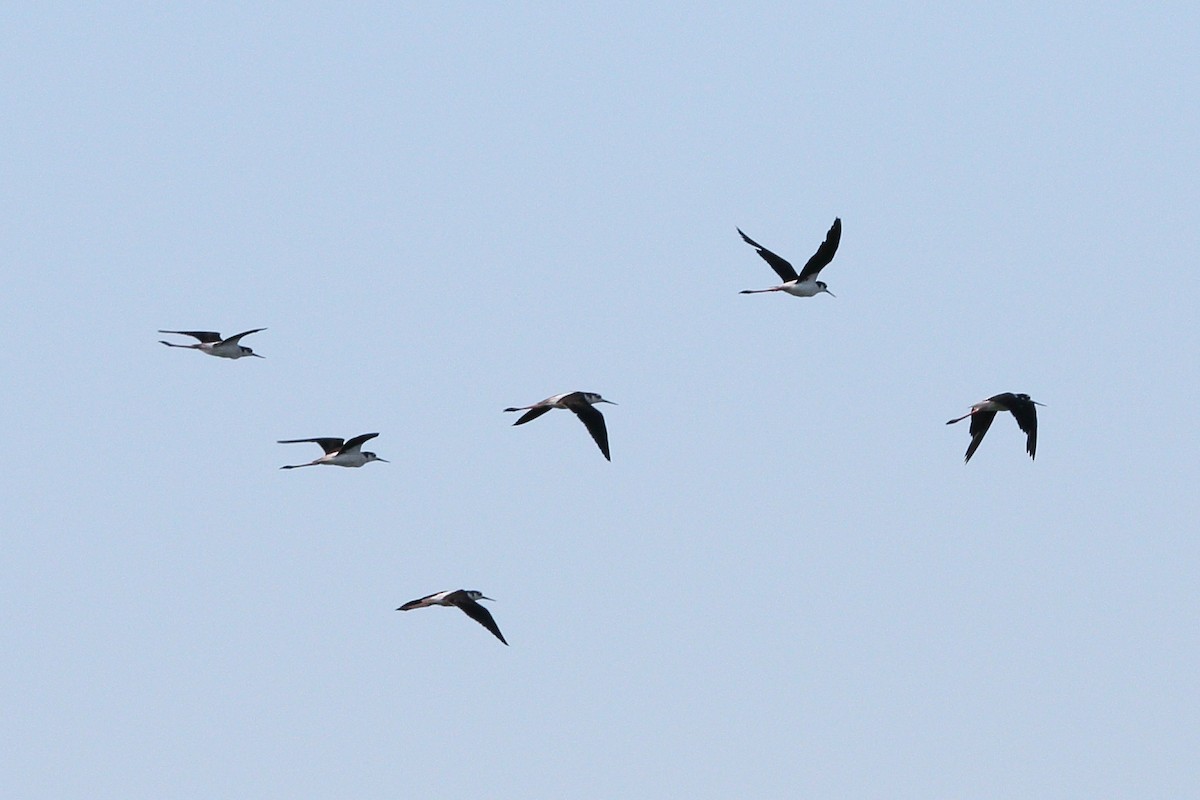 Black-necked Stilt - ML622002900