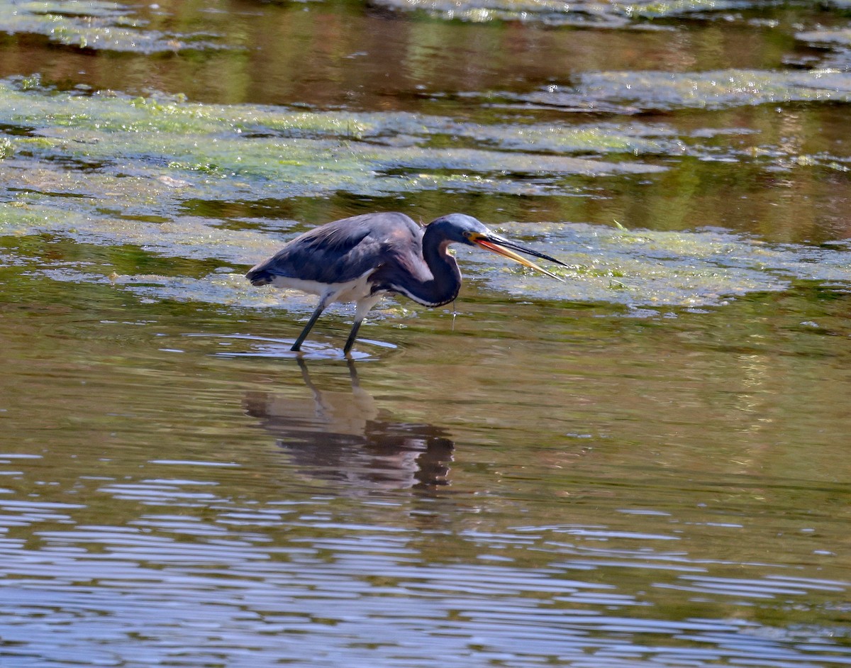 Tricolored Heron - ML622002901