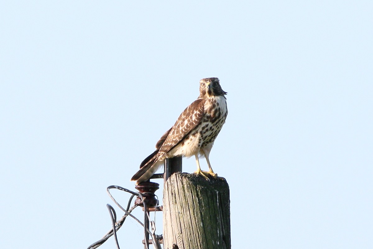 Red-shouldered Hawk - ML622002904