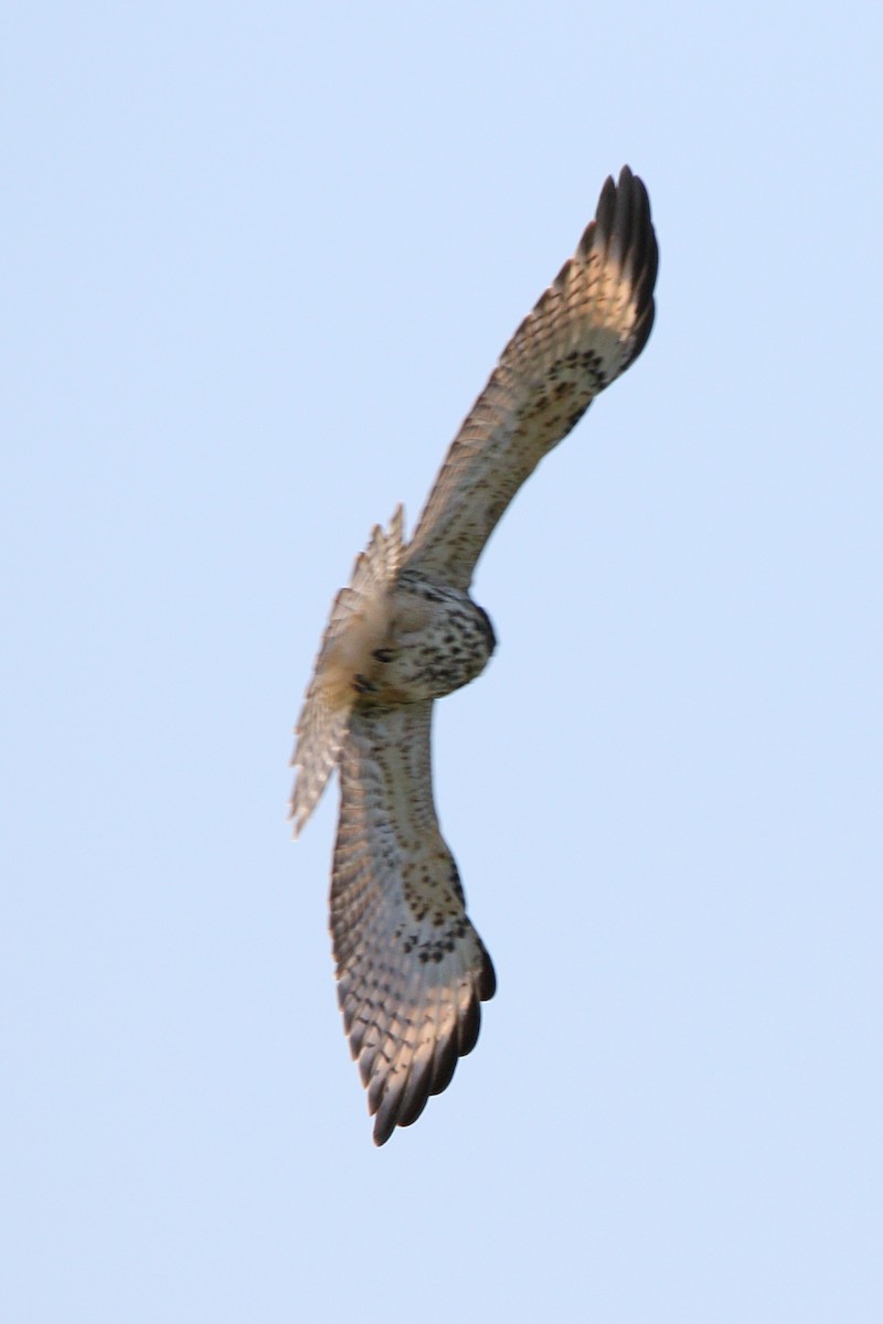 Red-shouldered Hawk - ML622002908