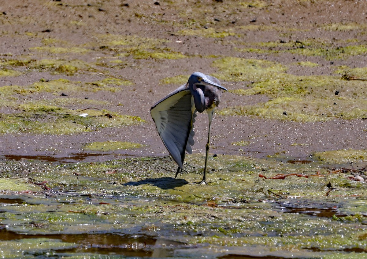 Tricolored Heron - ML622002909