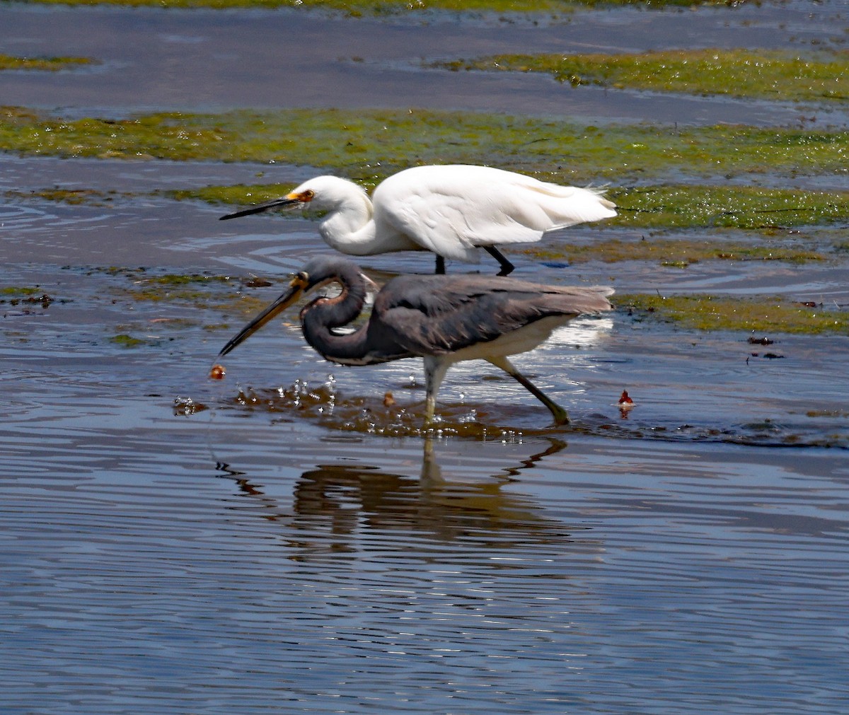 Tricolored Heron - ML622002922
