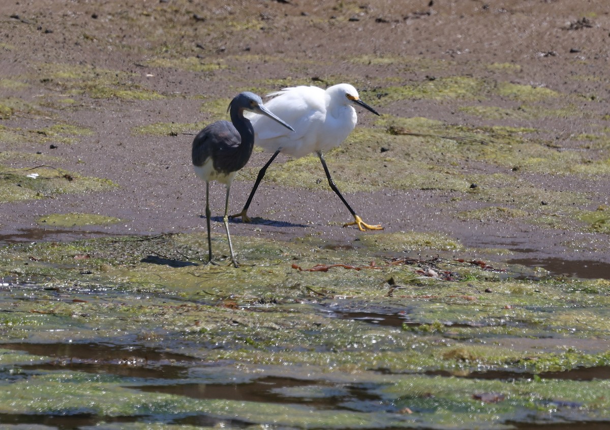 Tricolored Heron - ML622002930