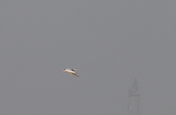 Black-bellied Tern - ML622002968