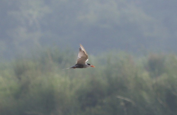 Black-bellied Tern - ML622002973