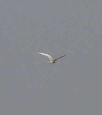 Black-bellied Tern - ML622002975