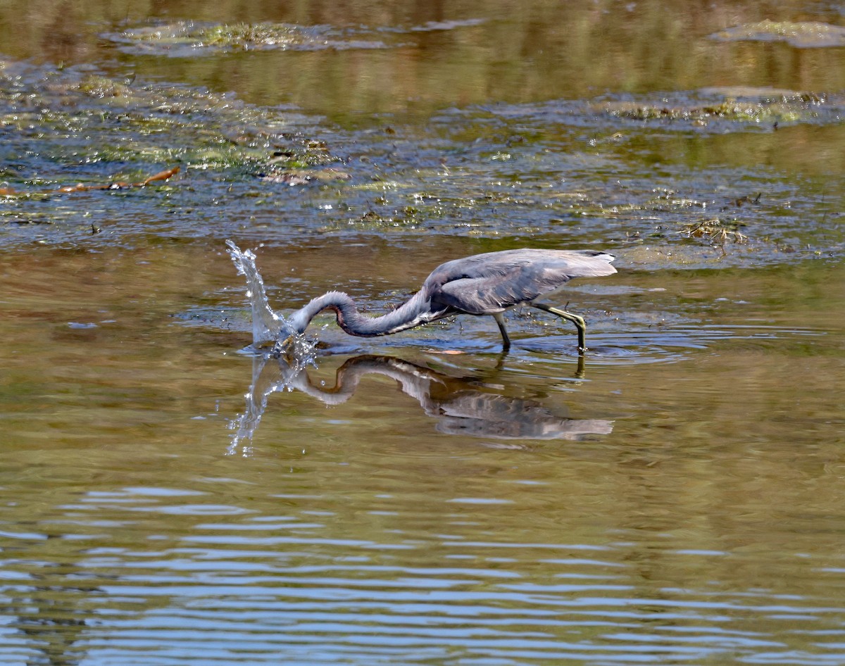 Tricolored Heron - ML622002984