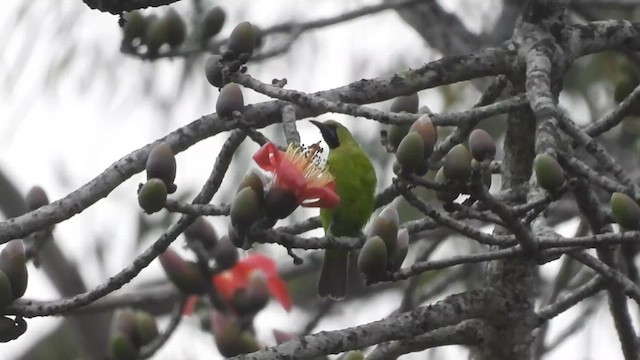 Jerdon's Leafbird - ML622003067