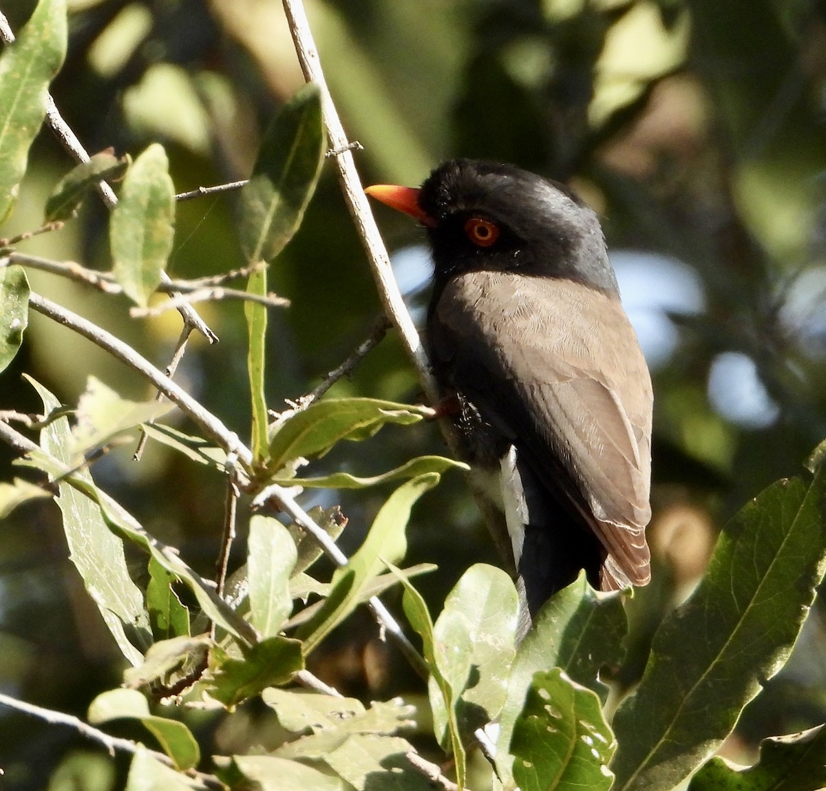 Retz's Helmetshrike - ML622003104