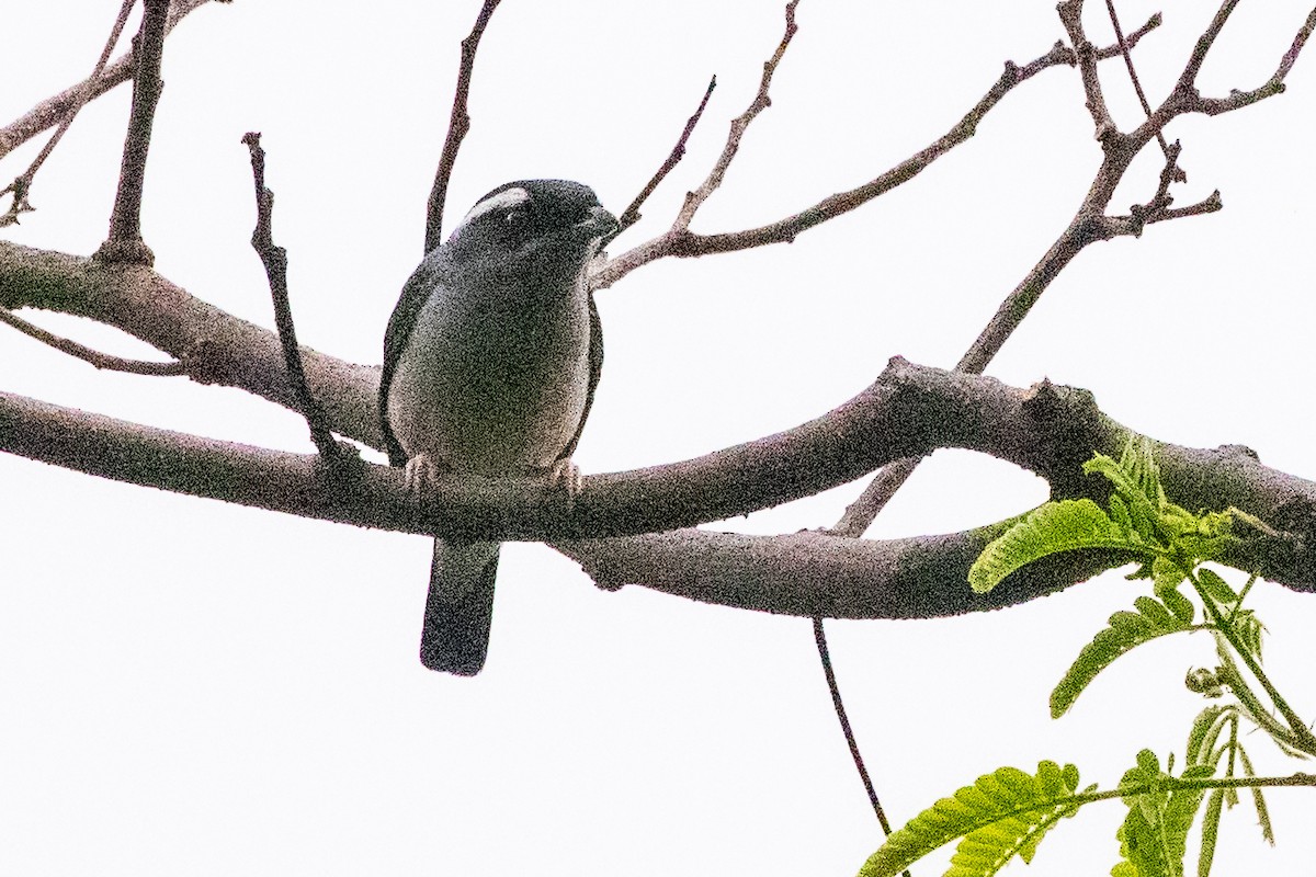 White-browed Shrike-Babbler (Gray-breasted) - ML622003210