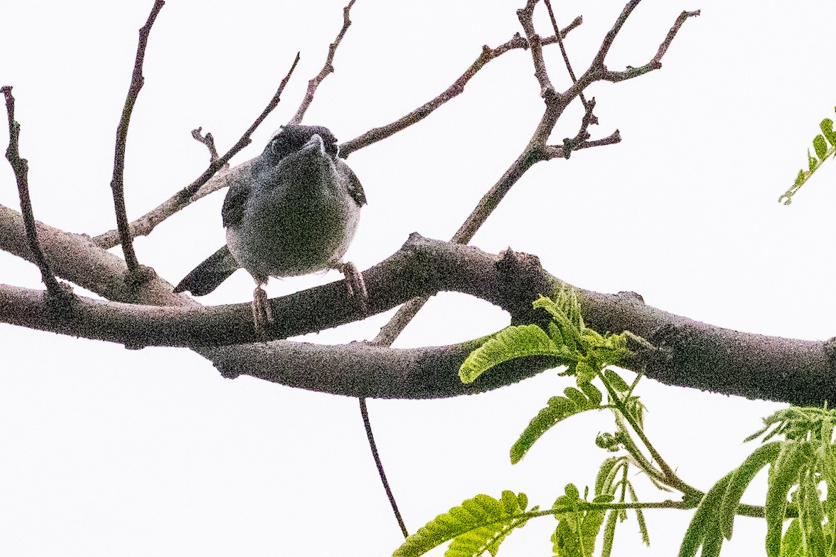 White-browed Shrike-Babbler (Gray-breasted) - ML622003215