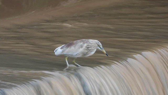 Indian Pond-Heron - ML622003224