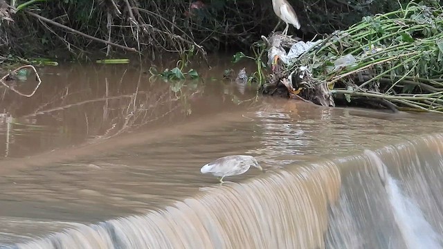 Indian Pond-Heron - ML622003228