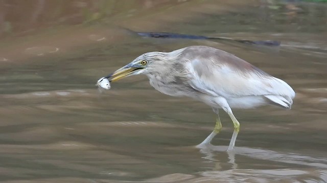 Indian Pond-Heron - ML622003232