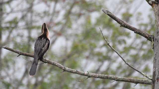 Anhinga - ML622003254