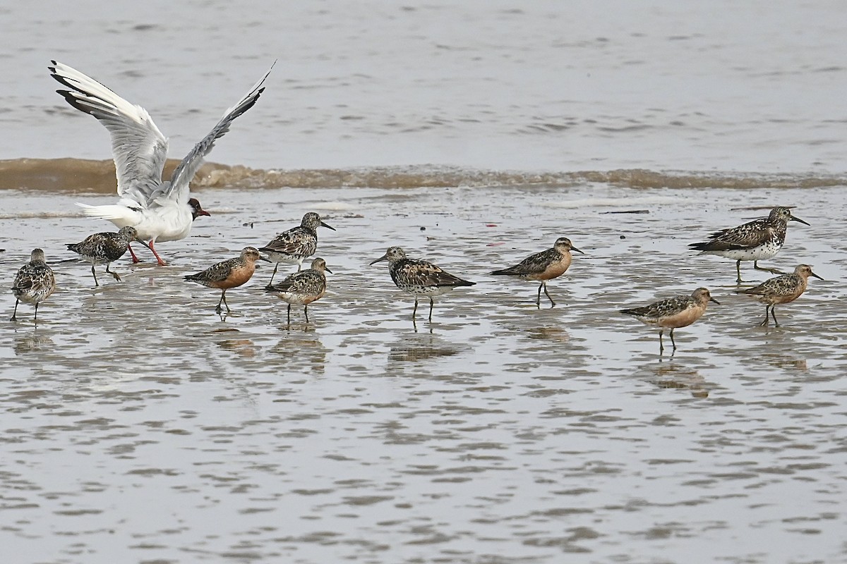 Great Knot - ML622003290