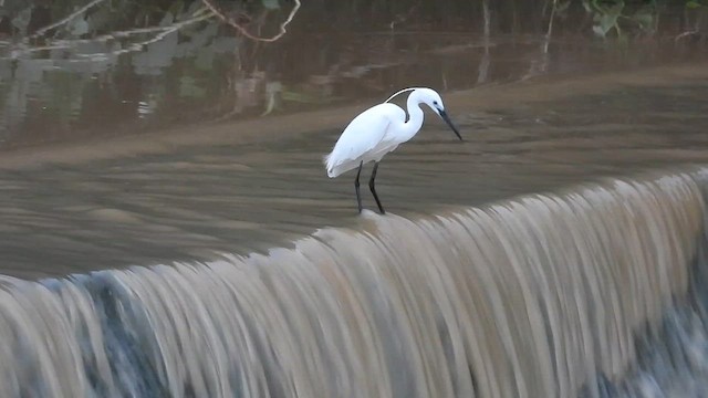 Indian Pond-Heron - ML622003324