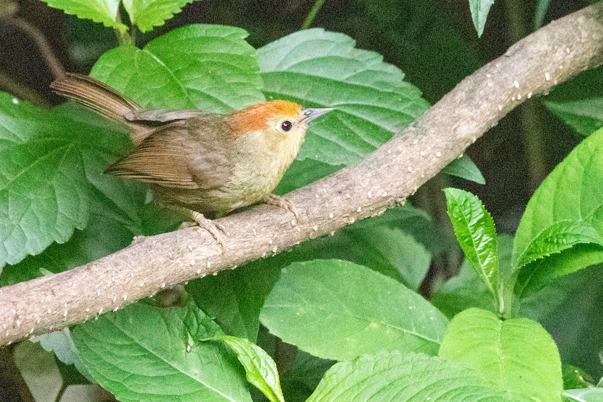 Rufous-capped Babbler - ML622003444