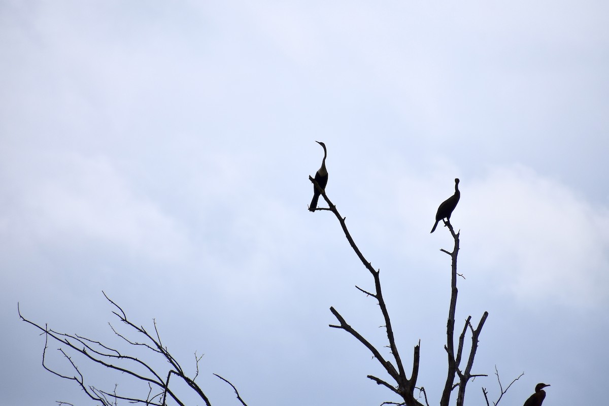 Anhinga d'Amérique - ML622003446