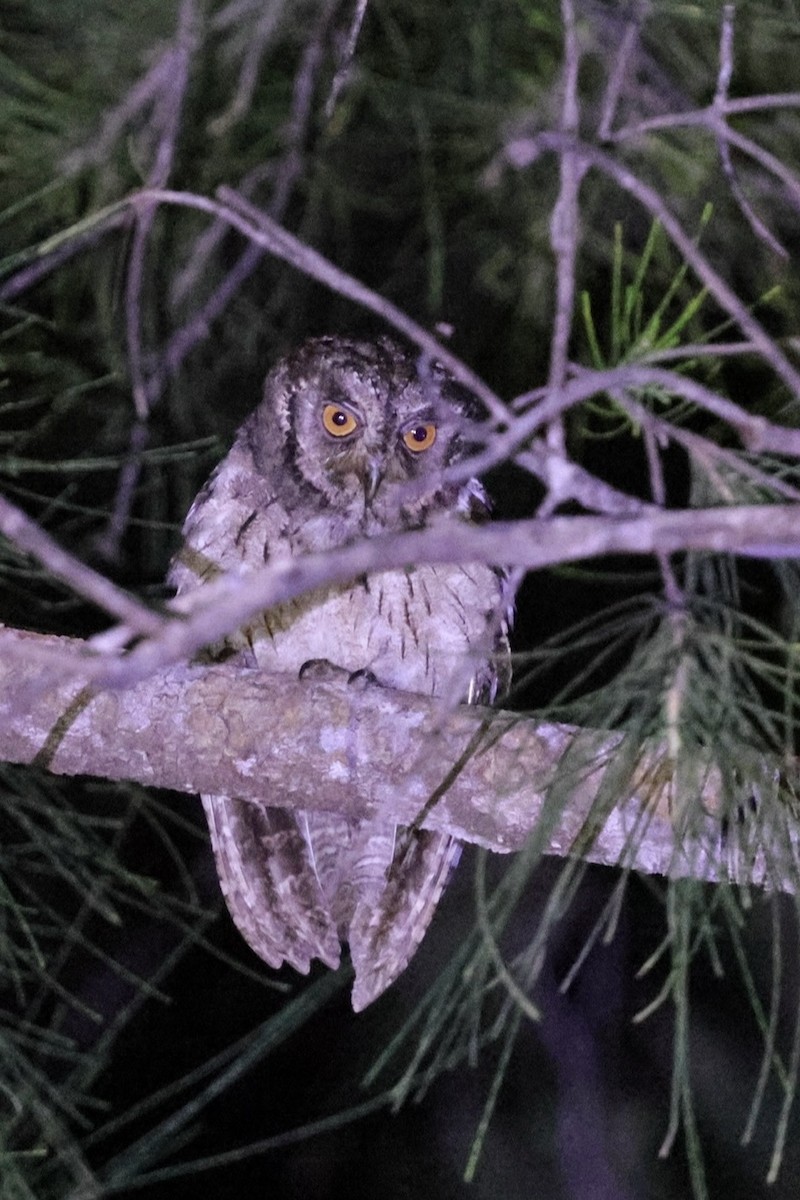 Mantanani Scops-Owl - ML622003569