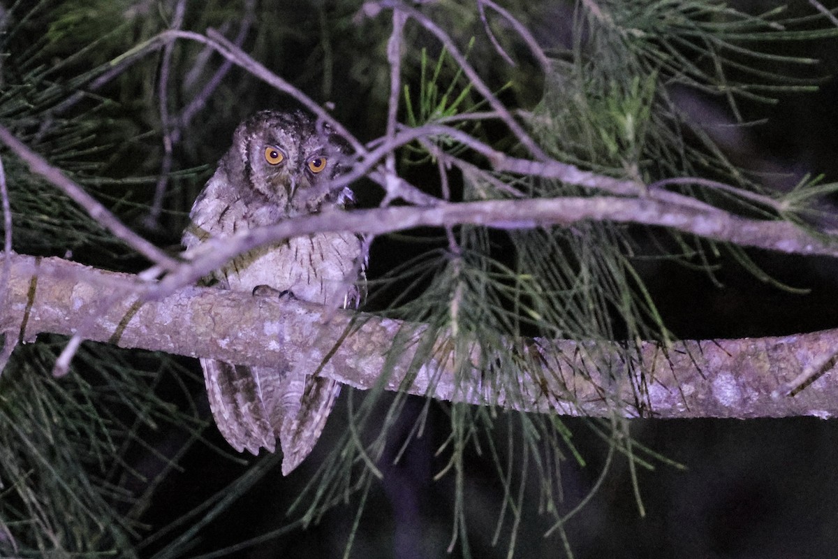 Mantanani Scops-Owl - ML622003571