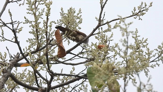 Banded Bay Cuckoo - ML622003591