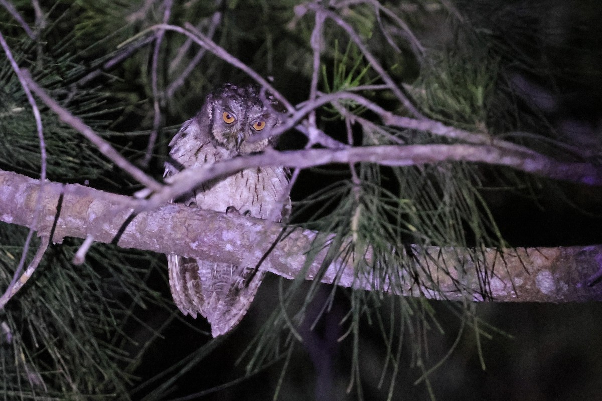 Mantanani Scops-Owl - ML622003702