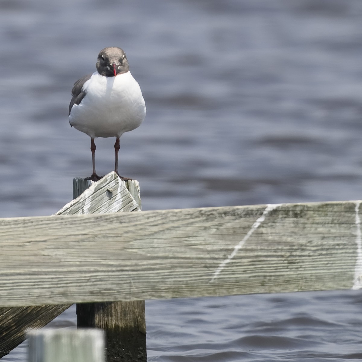 Mouette atricille - ML622003807