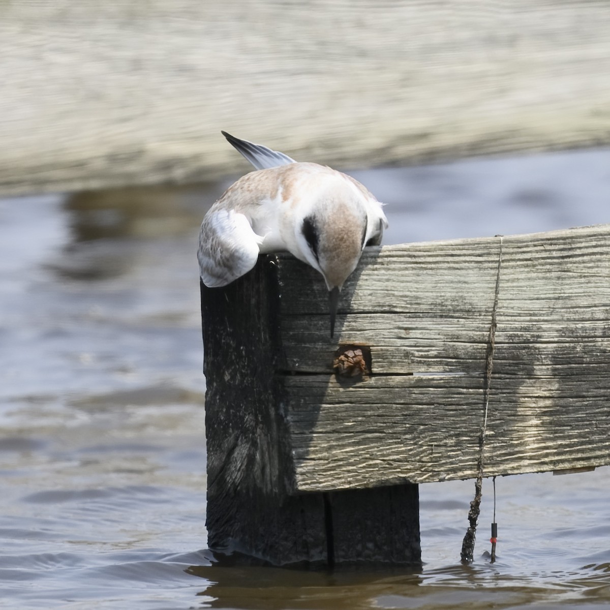Forster's Tern - ML622003810