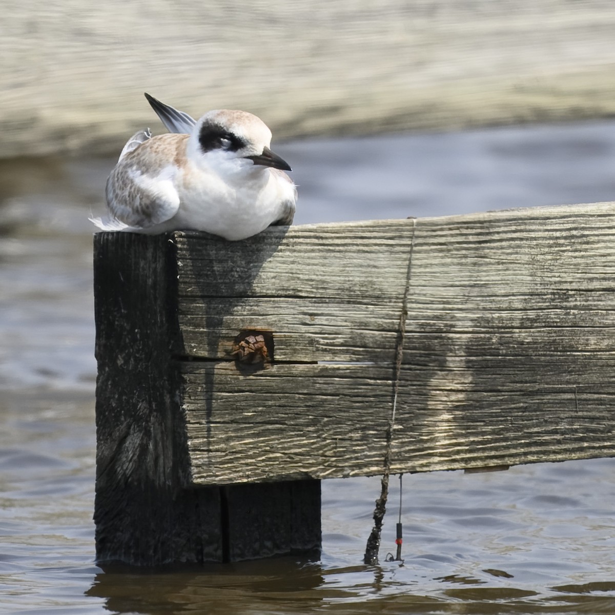 Forster's Tern - ML622003811