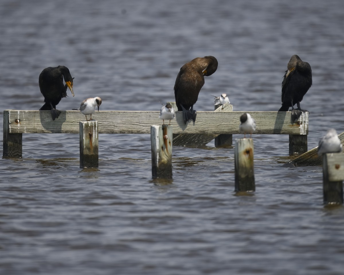 Cormorán Orejudo - ML622003814