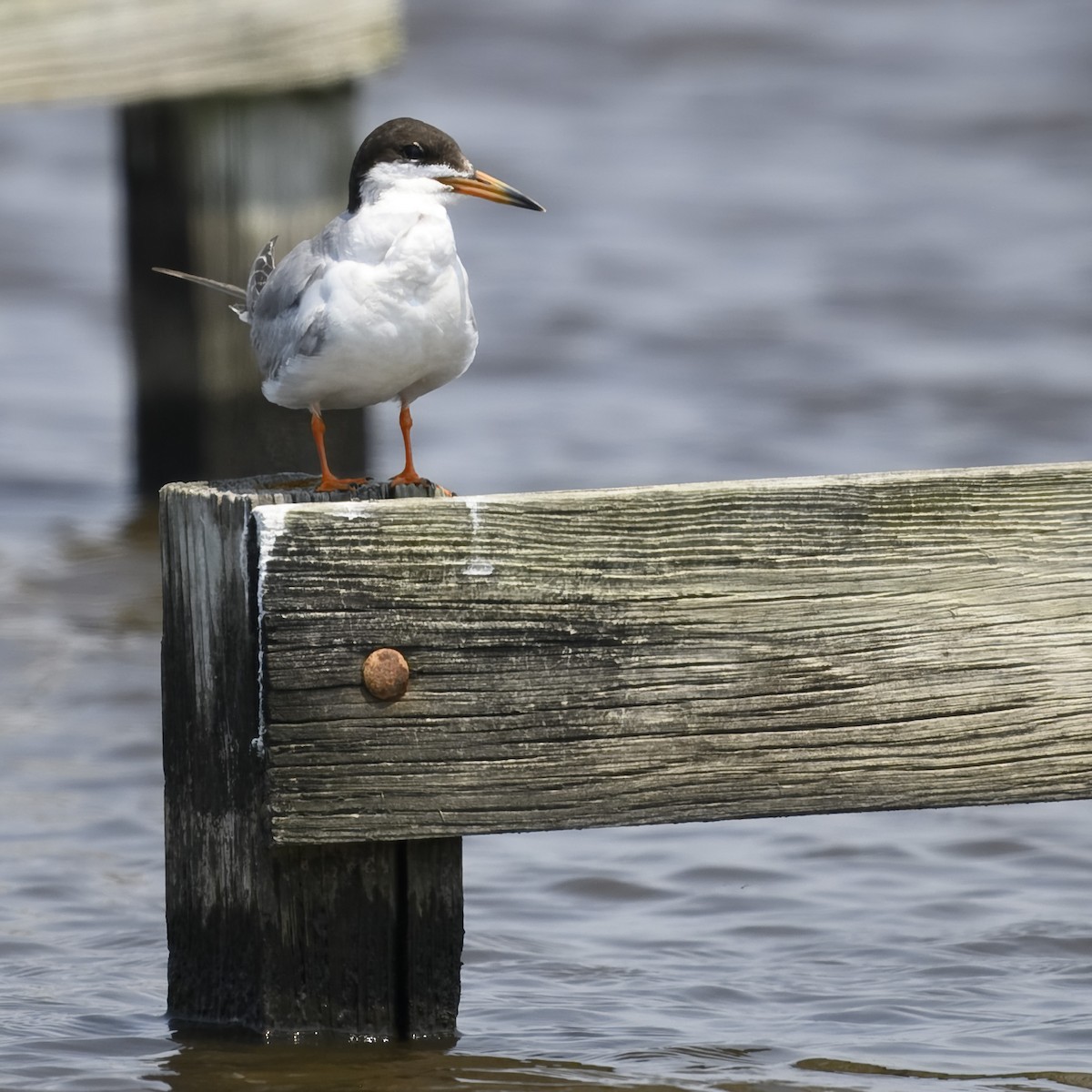 Forster's Tern - ML622003815