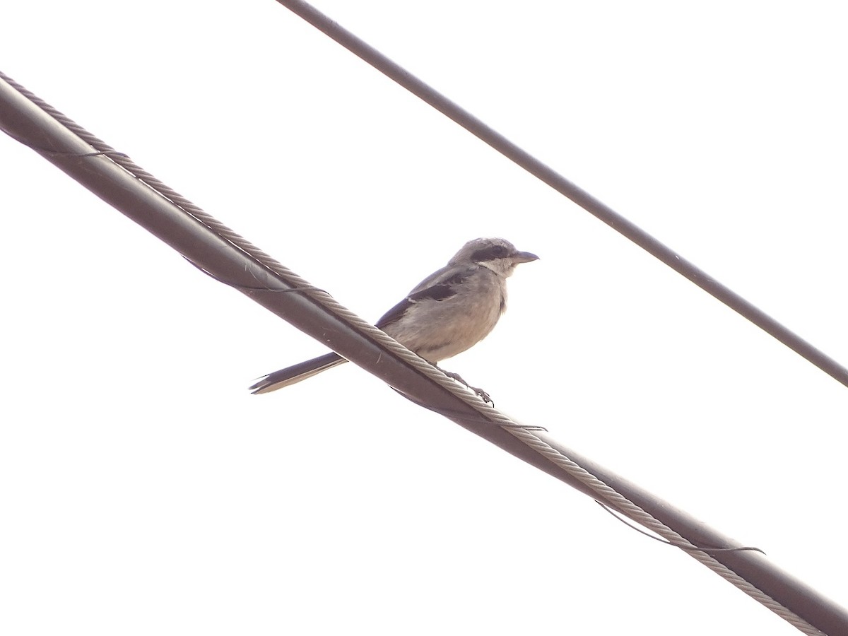 Iberian Gray Shrike - ML622003852