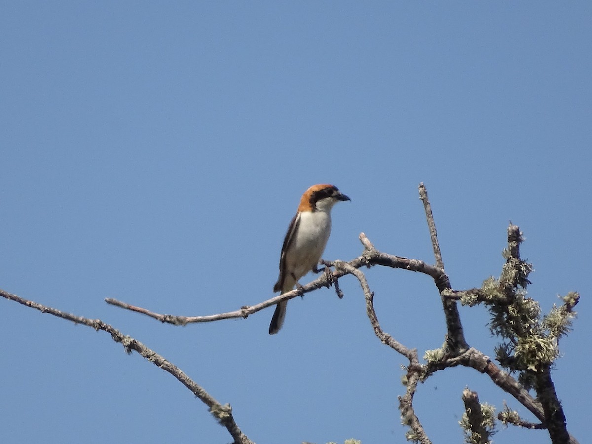 Woodchat Shrike - ML622003859