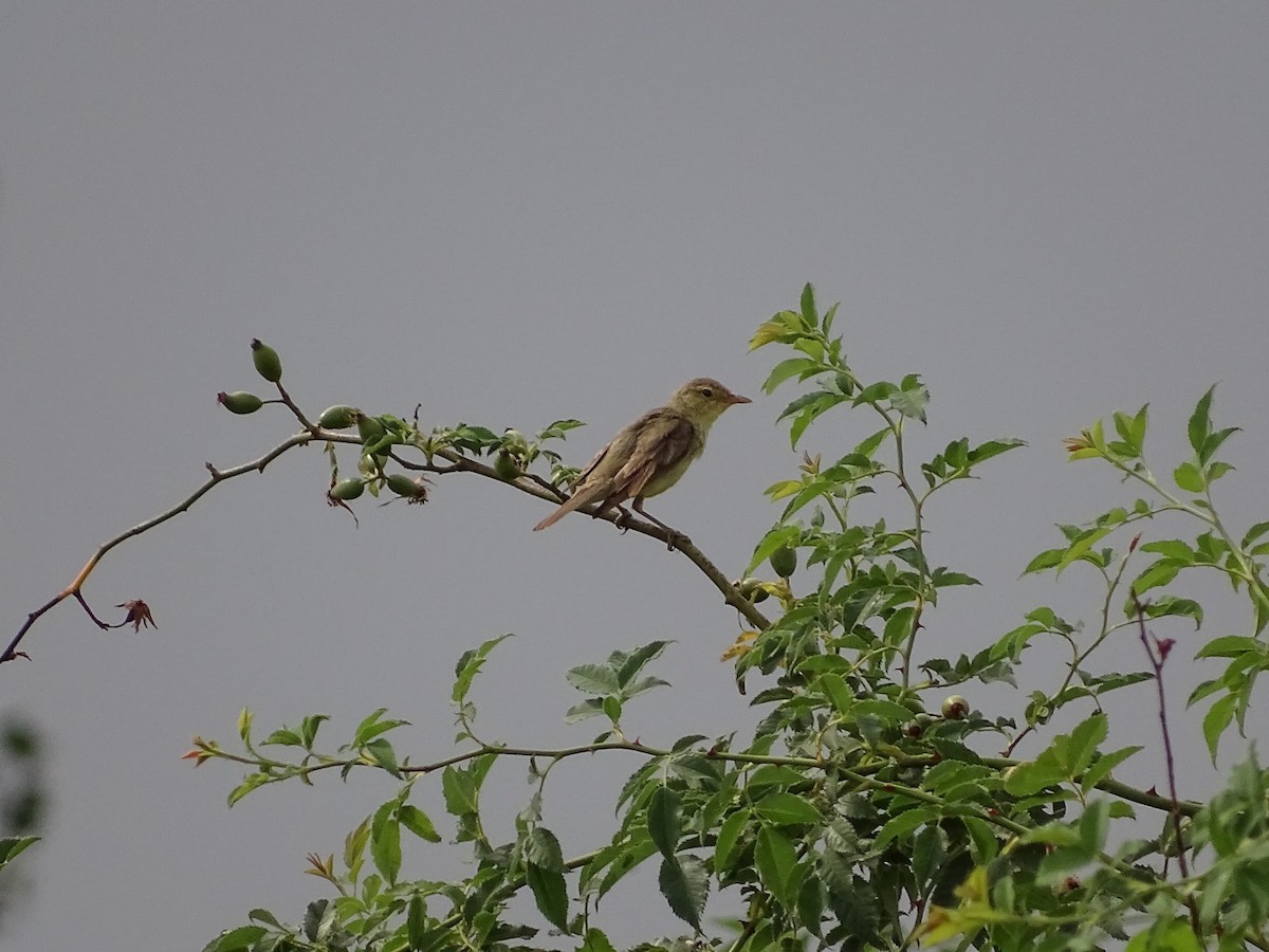 Melodious Warbler - ML622003870