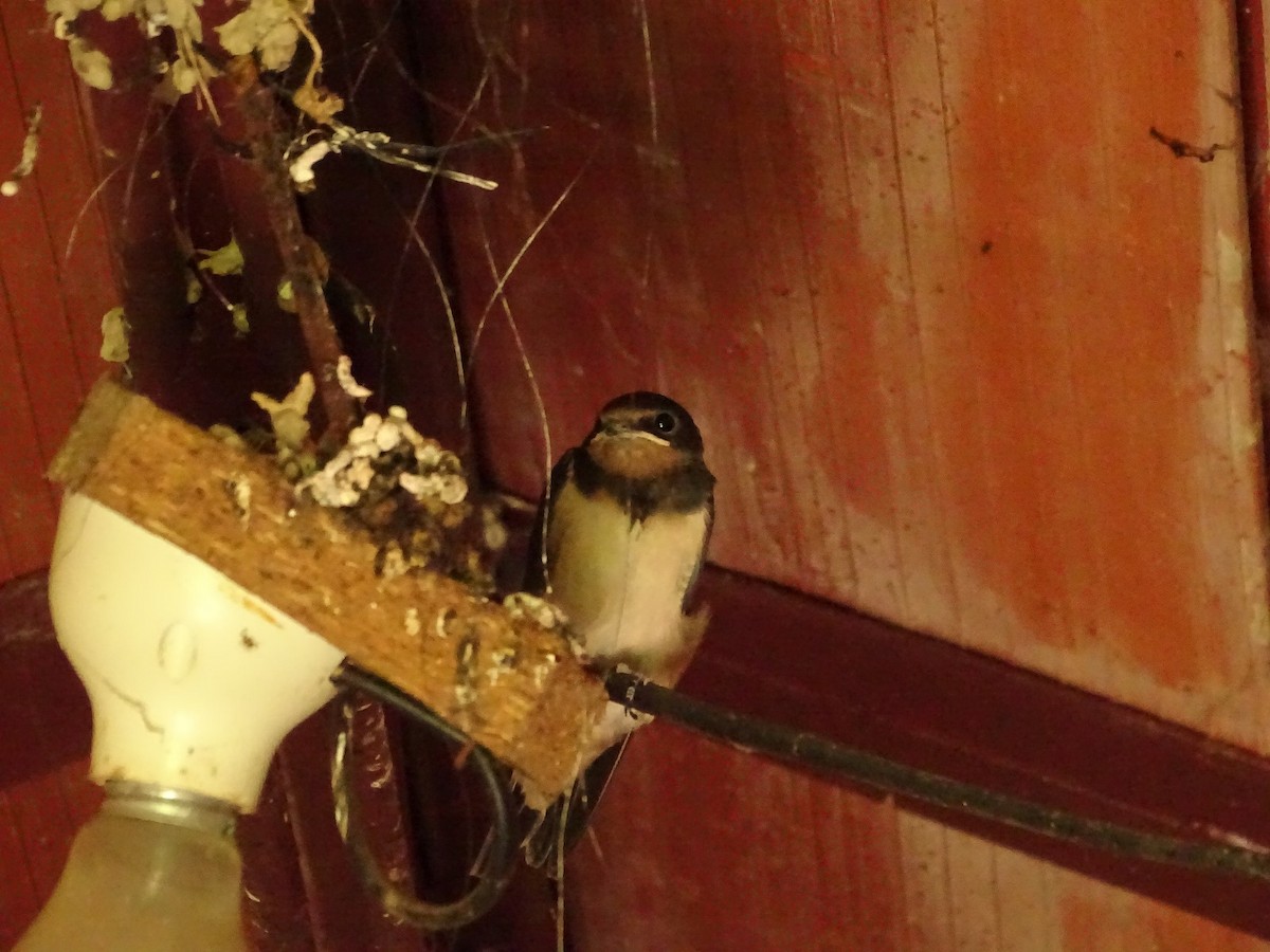 Barn Swallow - ML622003877