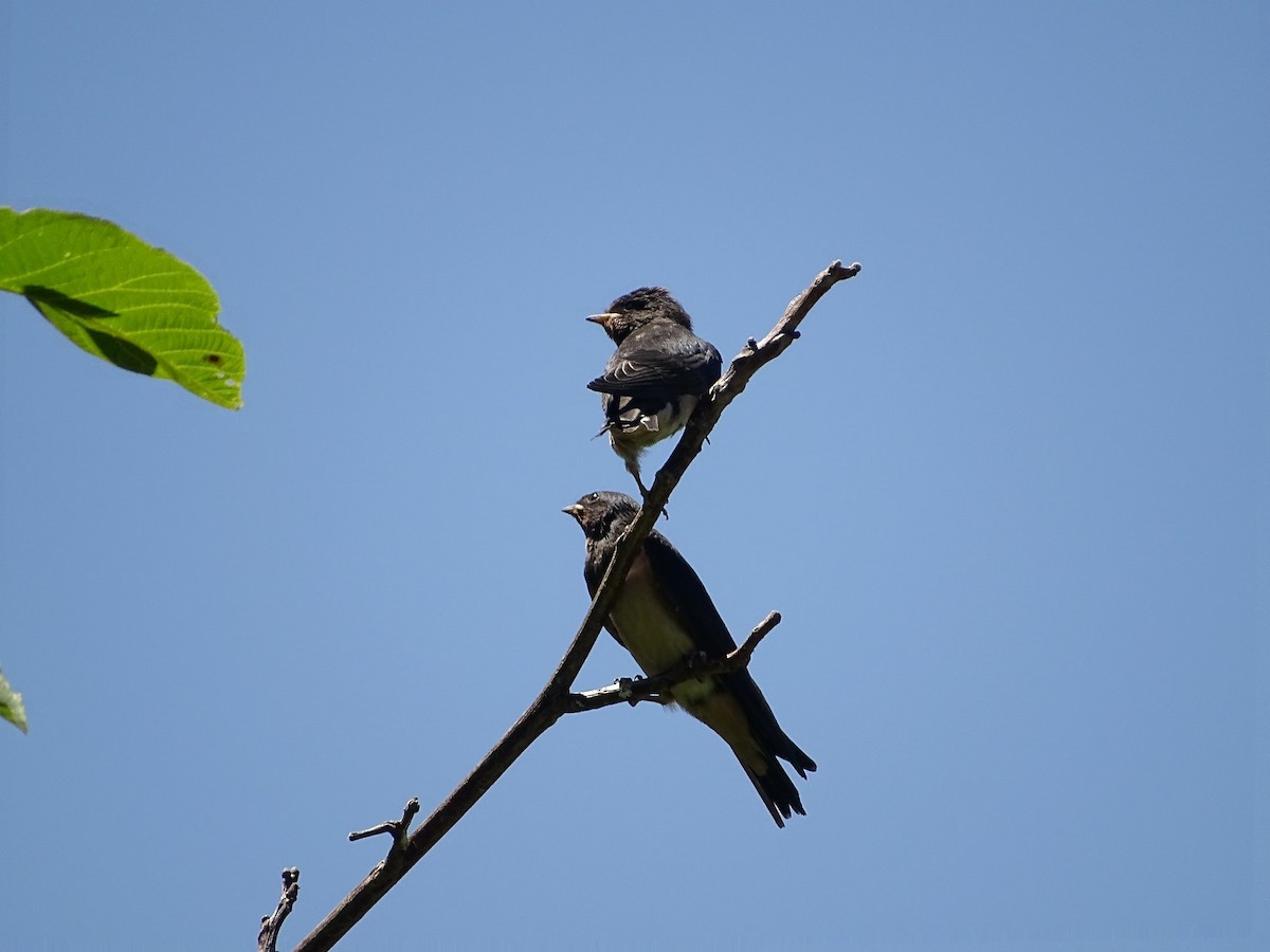 Barn Swallow - ML622003880