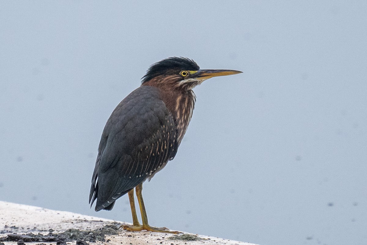 Green Heron - ML622003884