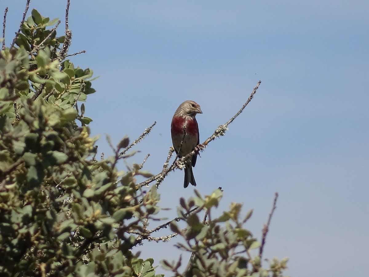 Eurasian Linnet - ML622003887