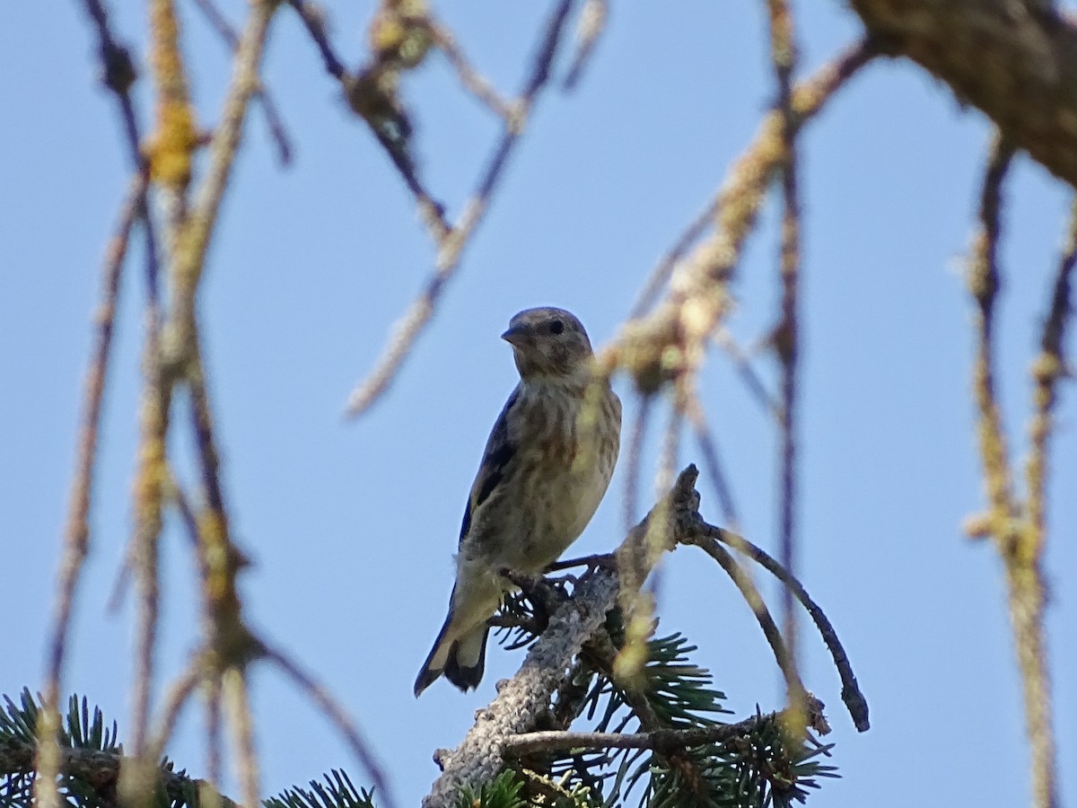 Eurasian Linnet - ML622003890