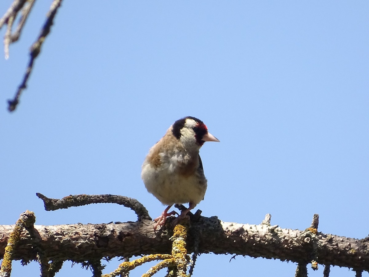 European Goldfinch - ML622003893