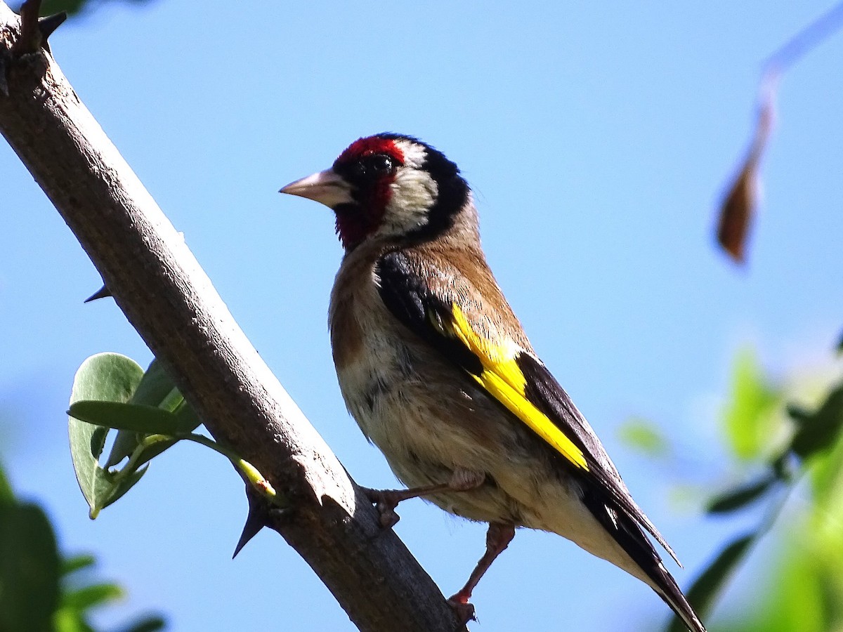 European Goldfinch - ML622003897