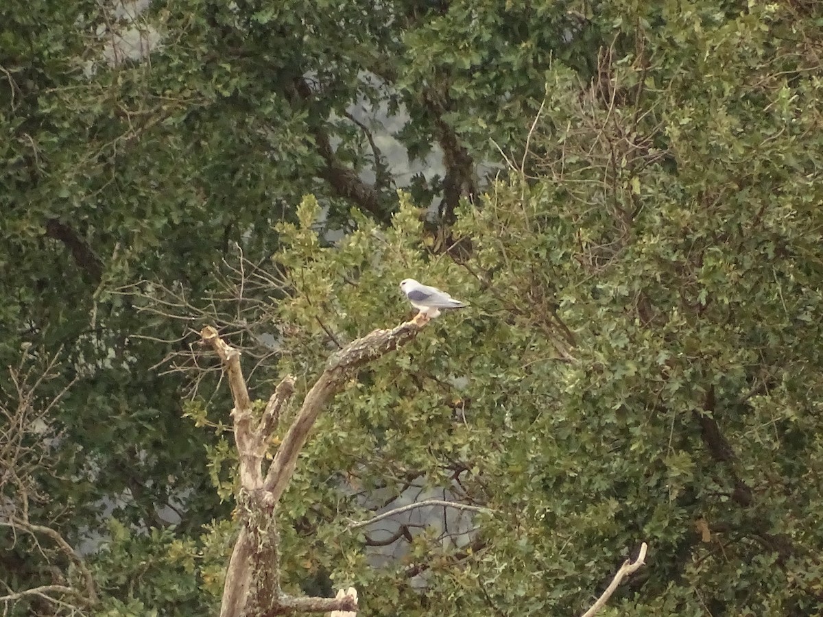 Black-winged Kite - ML622003902