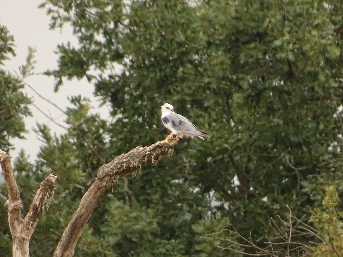 Black-winged Kite - ML622003906